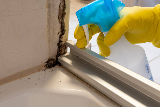 Best Commercial Mold Removal  in Kingsbury, NV