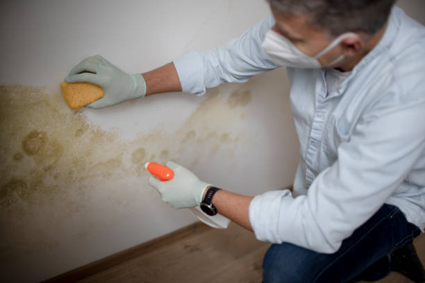 Best Mold Damage Repair  in Kingsbury, NV