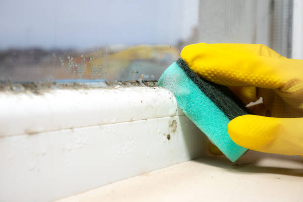 Best Certified Mold Removal  in Kingsbury, NV