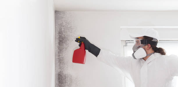Best Mold Inspection  in Kingsbury, NV
