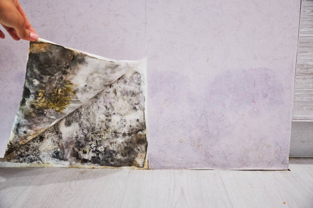 Best Local Mold Removal Service  in Kingsbury, NV